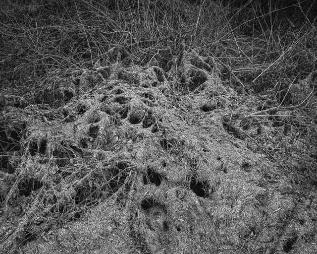 Detritus